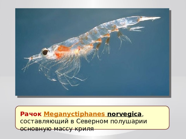 Рачок   Meganyctiphanes  norvegica , составляющий в Северном полушарии основную массу криля 
