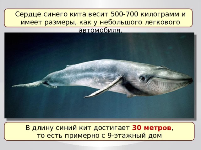 Сердце синего кита весит 500-700 килограмм и имеет размеры, как у небольшого легкового автомобиля. В длину синий кит достигает 30 метров , то есть примерно с 9-этажный дом  