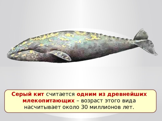 Серый кит считается одним из древнейших млекопитающих – возраст этого вида насчитывает около 30 миллионов лет. 