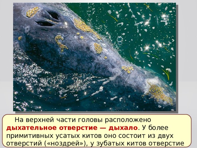  На верхней части головы расположено дыхательное отверстие — дыхало . У более примитивных усатых китов оно состоит из двух отверстий («ноздрей»), у зубатых китов отверстие одно. 