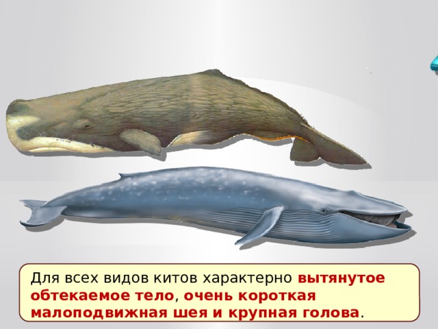 Для всех видов китов характерно вытянутое обтекаемое тело , очень короткая малоподвижная шея и крупная голова . 