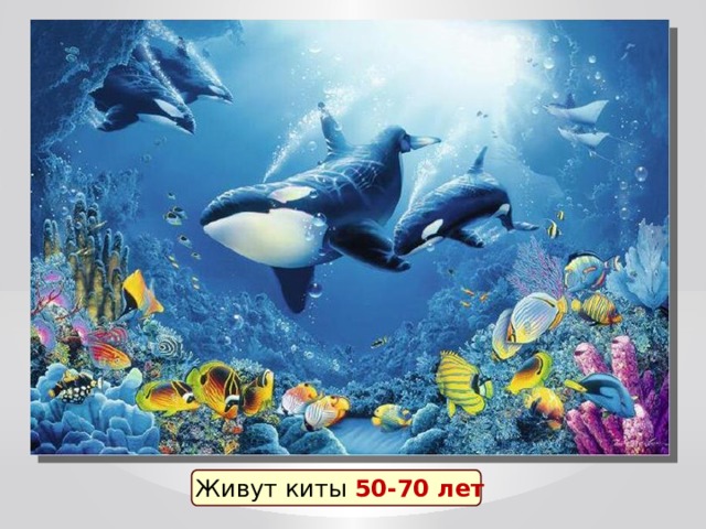 Живут киты 50-70 лет 