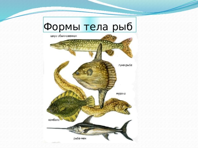 Формы тела рыб 