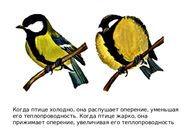 Когда птице холодно, она распушает оперение, уменьшая его теплопроводность. Когда птице жарко, она прижимает оперение, увеличивая его теплопроводность  