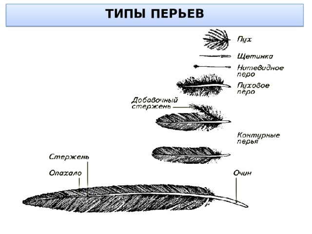 ТИПЫ ПЕРЬЕВ 