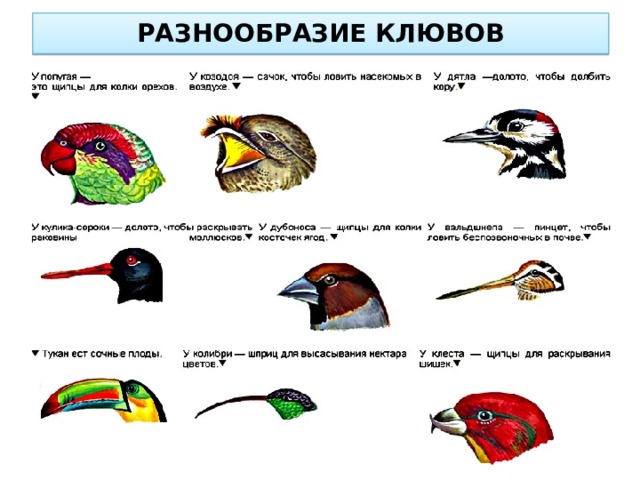 РАЗНООБРАЗИЕ КЛЮВОВ 