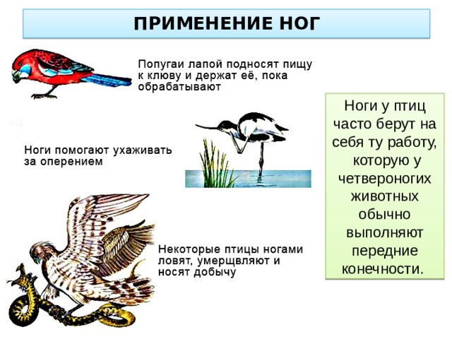 ПРИМЕНЕНИЕ НОГ Ноги у птиц часто берут на себя ту работу,  которую у четвероногих животных обычно выполняют передние конечности. 