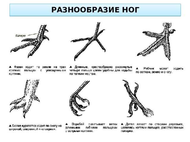 РАЗНООБРАЗИЕ НОГ 