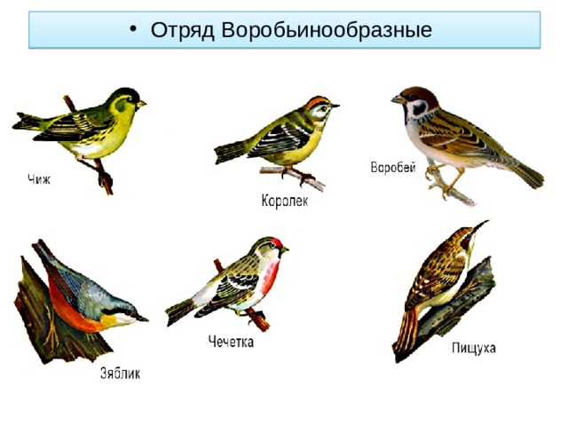 Какой тип развития характерен для зяблика изображенного на рисунке