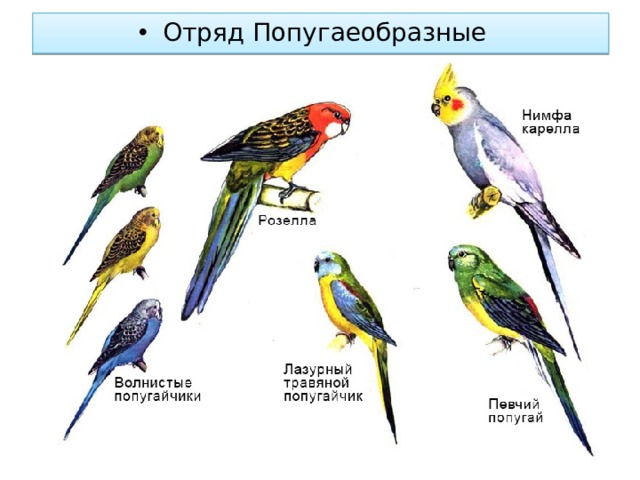 Отряд Попугаеобразные 