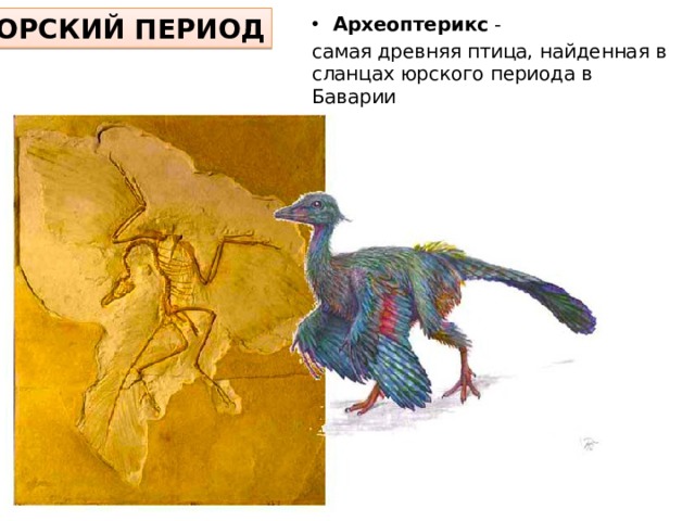 ЮРСКИЙ ПЕРИОД Археоптерикс - самая древняя птица, найденная в сланцах юрского периода в Баварии 