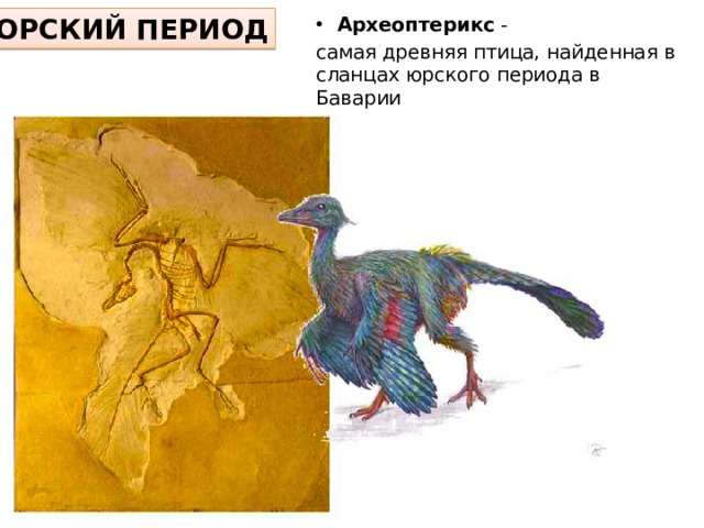 Используя рисунок 183 назовите особенности строения археоптерикса