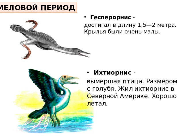 МЕЛОВОЙ ПЕРИОД Гесперорнис - достигал в длину 1,5—2 метра. Крылья были очень малы. Ихтиорнис - вымершая птица. Размером с голубя. Жил ихтиорнис в Северной Америке. Хорошо летал. 