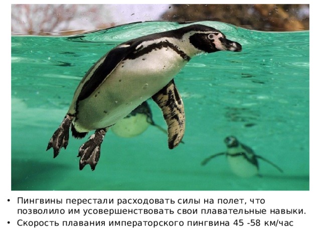 Пингвины перестали расходовать силы на полет, что позволило им усовершенствовать свои плавательные навыки. Скорость плавания императорского пингвина 45 -58 км/час 