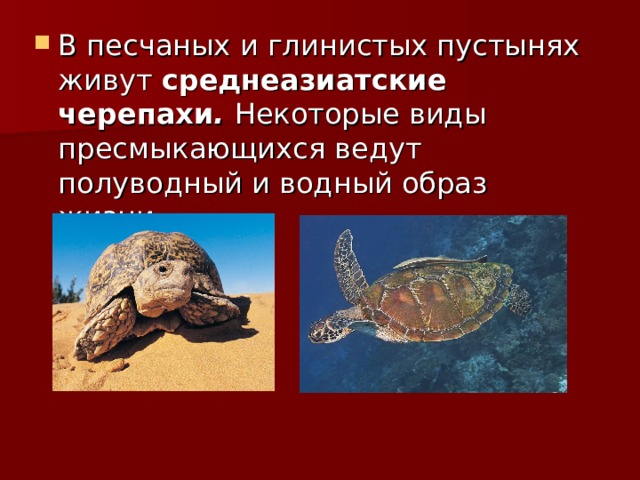 В песчаных и глинистых пустынях живут среднеазиатские черепахи . Некоторые виды пресмыкающихся ведут полуводный и водный образ жизни. 