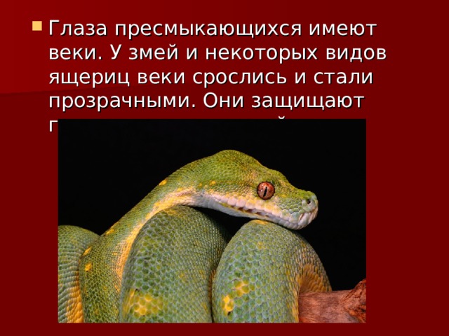 Глаза пресмыкающихся имеют веки. У змей и некоторых видов ящериц веки срослись и стали прозрачными. Они защищают  глаза от повреждений. 
