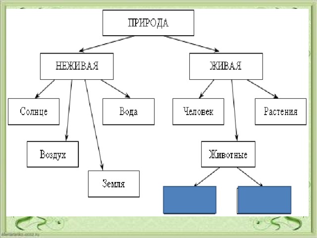 Заполни схему животное живое существо