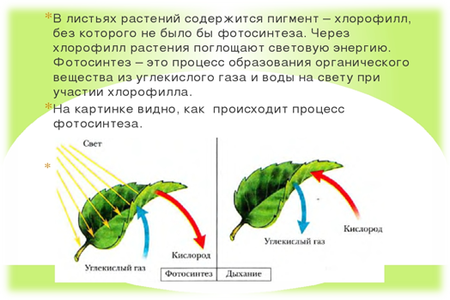 Хлорофилл в листьях. У растений есть хлорофилл. Хлорофилл как образуется в листьях растений. На свету у растений образуется хлорофилл.