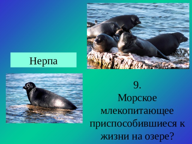 Нерпа 9. Морское млекопитающее приспособившиеся к жизни на озере? 