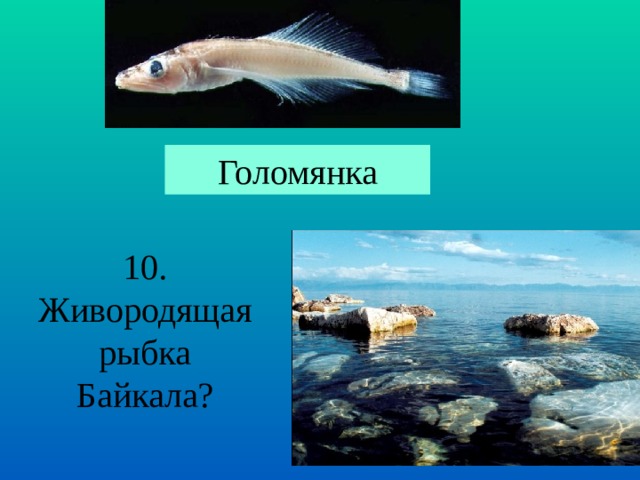 Голомянка 10. Живородящая рыбка Байкала? 