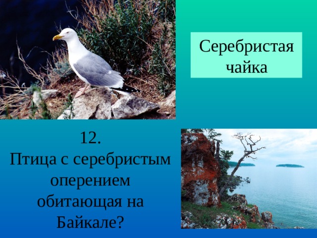 Серебристая чайка 12. Птица с серебристым оперением обитающая на Байкале? 