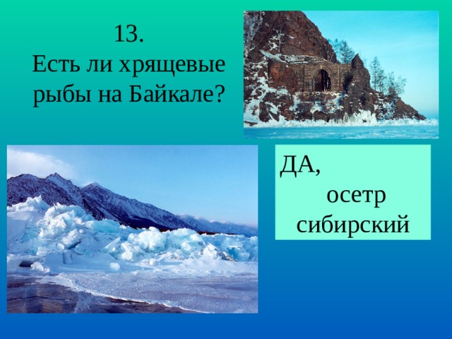 13. Есть ли хрящевые рыбы на Байкале? ДА,  осетр сибирский 
