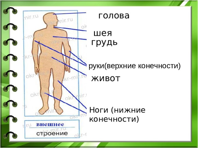 Окружающий мир 3 класс проект организм человека