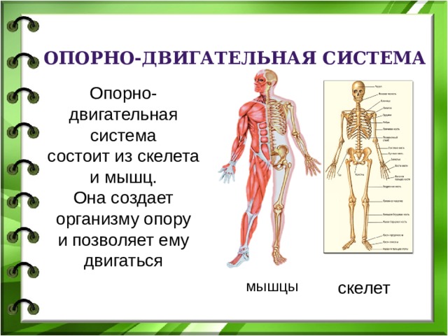 План урока тело человека