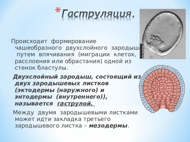 Происходит формирование чашеобразного двухслойного зародыша путем впячивания (миграции клеток, расслоения или обрастания) одной из стенок бластулы.  Двухслойный зародыш, состоящий из двух зародышевых листков (эктодермы (наружного) и энтодермы (внутреннего)), называется гаструлой.  Между двумя зародышевыми листками может идти закладка третьего зародышевого листка – мезодермы . 