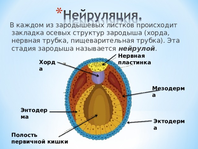  В каждом из зародышевых листков происходит закладка осевых структур зародыша (хорда, нервная трубка, пищеварительная трубка). Эта стадия зародыша называется нейрулой . Нервная пластинка Хорда Мезодерма Энтодерма Эктодерма Полость первичной кишки 