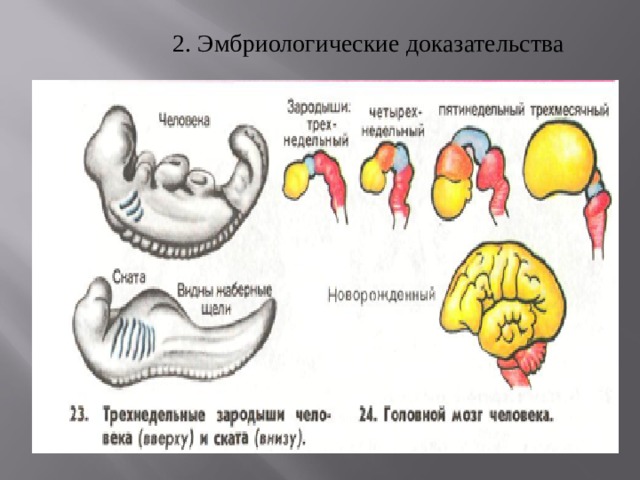 Эмбриологические доказательства происхождения человека от животных. Примеры эмбриологических доказательств животные. Эмбриологические доказательства эволюции примеры.