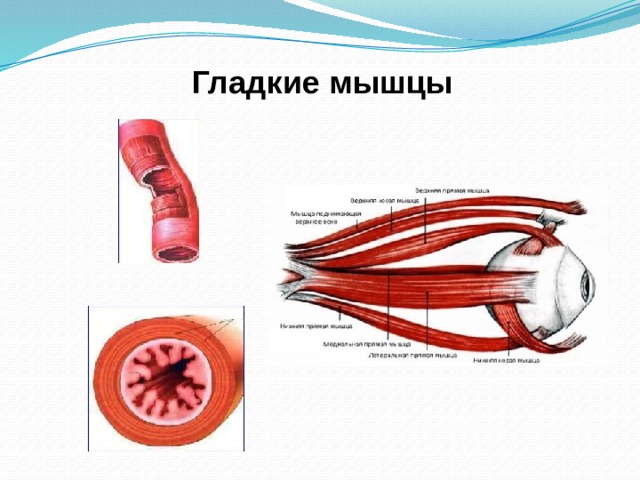 К гладкой мускулатуре относятся мышцы стенок