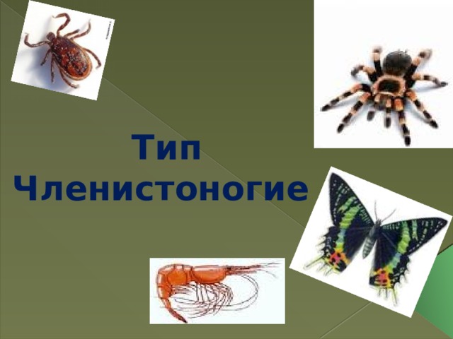 Тип Членистоногие    
