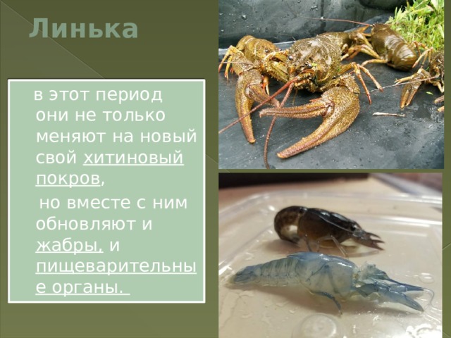 Линька  в этот период они не только меняют на новый свой хитиновый покров ,  но вместе с ним обновляют и жабры, и пищеварительные органы. 