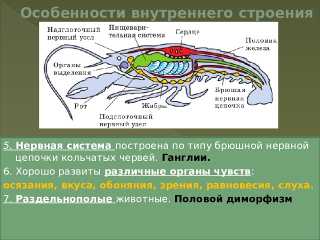 Особенности внутреннего строения 1. Мускулатура - отдельные мышечными пучки, не образующие сплошного кожно-мускульного мешка 2. Пищеварительная система имеет три отдела: передний, средний и задний.  3. Кровеносная система незамкнутая . Сердце – трубчатой формы. Гемолимфа. 4. Органами дыхания - жабры ,  а у наземных —легочные мешки и трахеи. 5. Нервная система построена по типу брюшной нервной цепочки кольчатых червей. Ганглии. 6. Хорошо развиты различные органы чувств : осязания, вкуса, обоняния, зрения, равновесия, слуха. 7. Раздельнополые  животные.  Половой диморфизм   