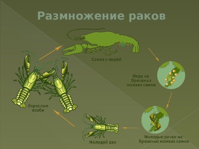Размножение раков 