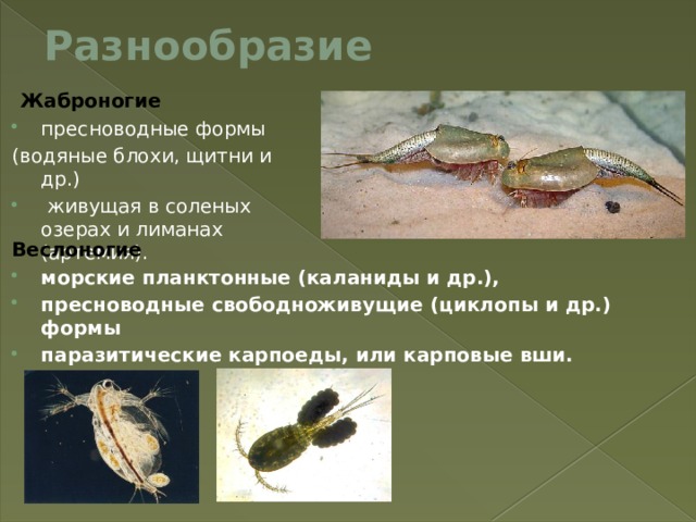 Разнообразие  Жаброногие  пресноводные формы (водяные блохи, щитни и др.)  живущая в соленых озерах и лиманах (артемия). Веслоногие  морские планктонные (каланиды и др.), пресноводные свободноживущие (циклопы и др.) формы паразитические карпоеды, или карповые вши. 