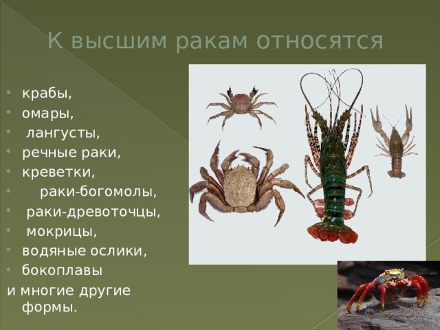 К высшим ракам относятся крабы, омары,  лангусты, речные раки, креветки,  раки-богомолы,  раки-древоточцы,  мокрицы, водяные ослики, бокоплавы и многие другие формы. 