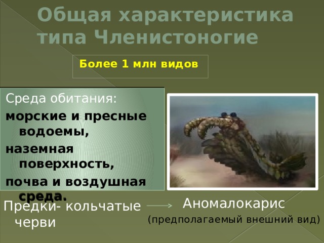 Общая характеристика типа Членистоногие  Более 1 млн видов Среда обитания: морские и пресные водоемы, наземная поверхность, почва и воздушная среда. Аномалокарис (предполагаемый внешний вид) Предки- кольчатые черви  