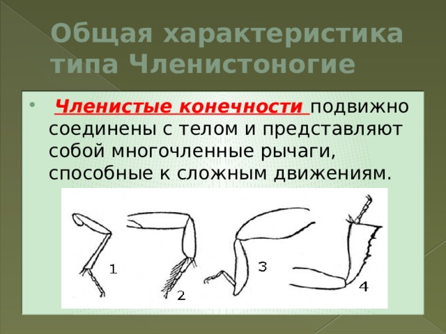 Общая характеристика типа Членистоногие  Членистые конечности  подвижно соединены с телом и представляют собой многочленные рычаги, способные к сложным движениям. 