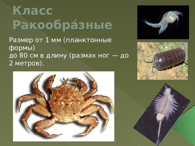 Класс Ракообра́зные    Размер от 1 мм (планктонные формы) до 80 см в длину (размах ног — до 2 метров). 