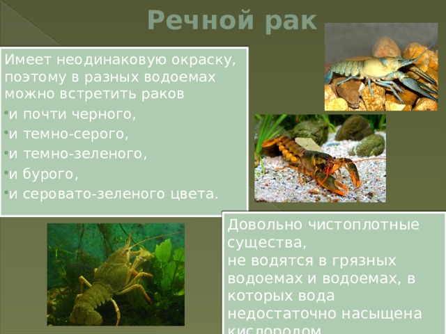 Речной рак Имеет неодинаковую окраску, поэтому в разных водоемах можно встретить раков и почти черного, и темно-серого, и темно-зеленого, и бурого, и серовато-зеленого цвета. Довольно чистоплотные существа, не водятся в грязных водоемах и водоемах, в которых вода недостаточно насыщена кислородом. 