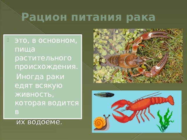 Рацион питания рака это, в основном, пища растительного происхождения.  Иногда раки едят всякую живность, которая водится в  их водоеме. 