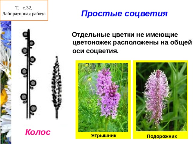 Одиночный цветок или растение имеет соцветие. Соцветие Колос подорожник. Соцветия простые Колос ятрышник. Соцветие Колос примеры.