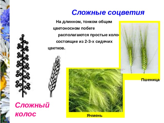 Характерные признаки соцветия сложный колос. Колос, сложный Колос, Султан (ложный Колос), метелка.. Соцветие ячменя сложный Колос. Растения с соцветием сложный Колос. Цветы с соцветием сложный Колос.