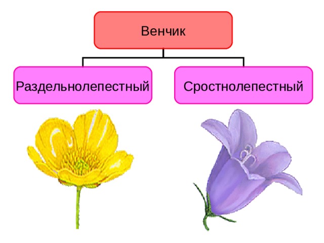 Венчик это. Растения с раздельнолепестным венчиком. Венчик СПАЙНОЛЕПЕСТНЫЙ И раздельнолепестный. Сростнолепестный венчик типы. Венчик цветкового растения.