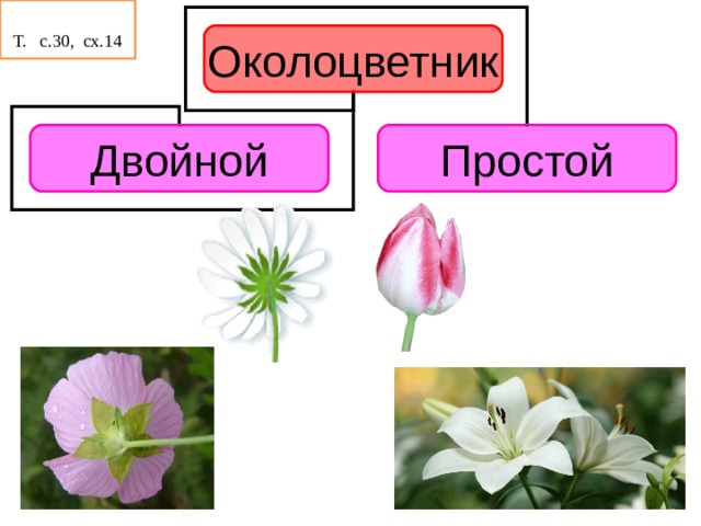 Отметь соответствующее изображение женский цветок