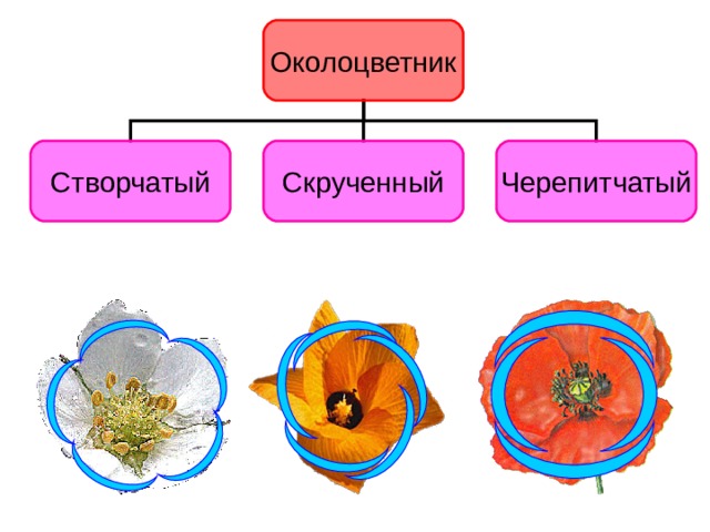 Плод околоцветник. Околоцветник у мака. Околоцветник тыквы. Скрученный околоцветник. Какой околоцветник у мака.