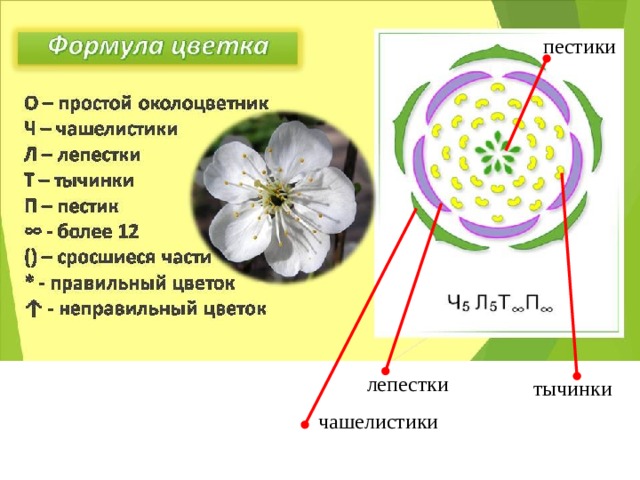 Какое число чашелистиков вероятнее всего будет у растения лист которого изображен на рисунке