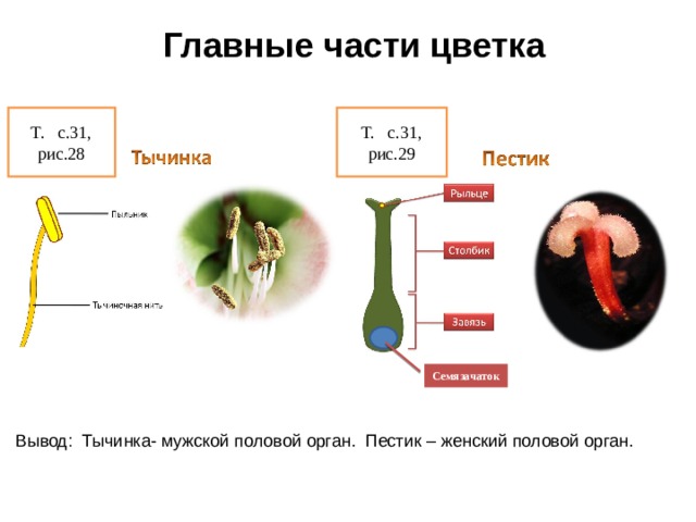 Процесс двойного оплодотворения происходит в части цветка обозначенной на рисунке цифрой